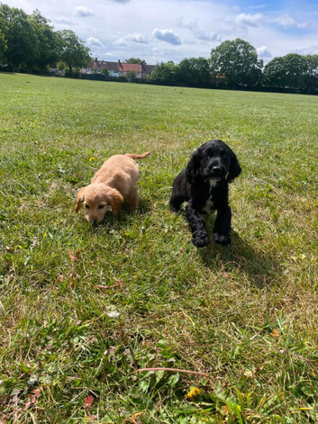 2 adorable cocker spaniel puppies