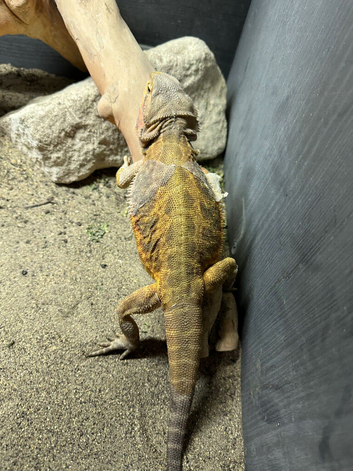 Bearded dragon pair for sale