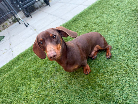 Male daschund