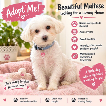 Maltese