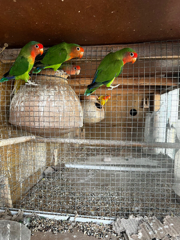 Love birds available for sale- Healthey and strong