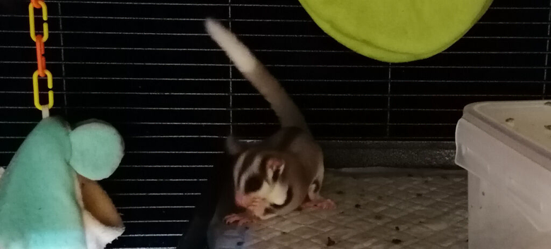 Bonded pair with full set up