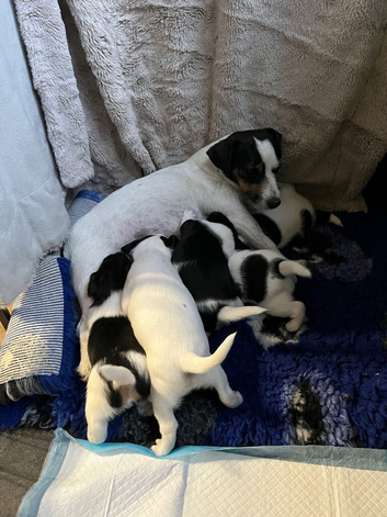 I bitch puppy left