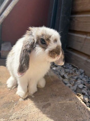 Lovely rabbit