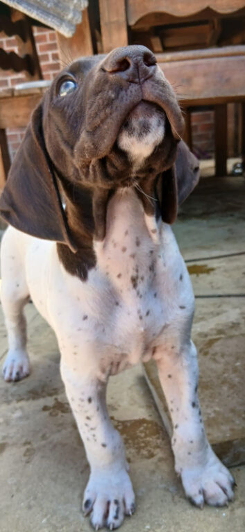 Beautiful German short haired pointer puppy's for sale