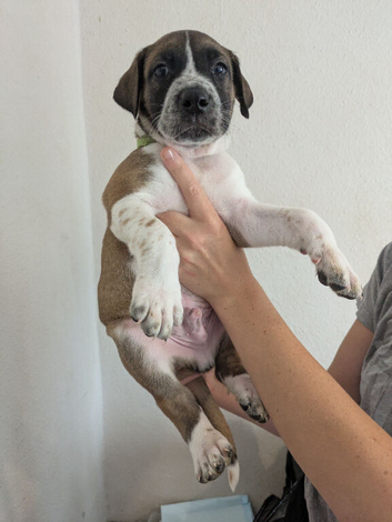 American bulldog x Belgian Malinois pups