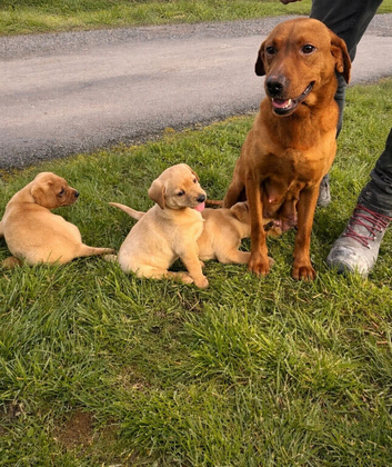 Labrador puppies