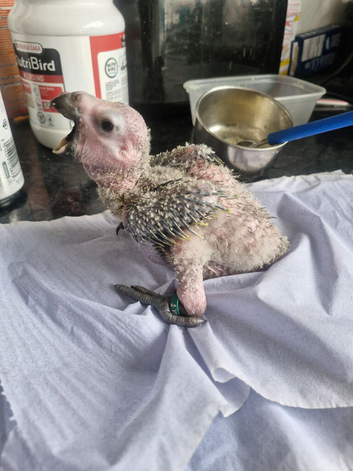 Hand reared baby bird