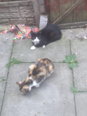 2 Mixed Breed Adult Cats