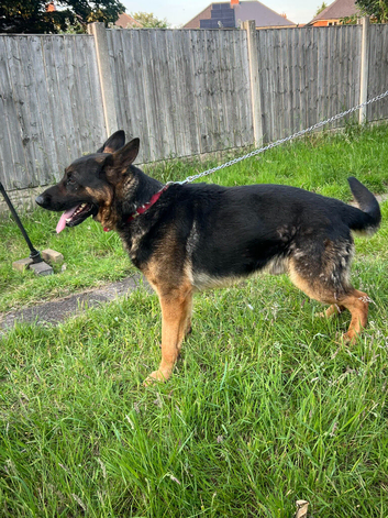 Exceptional German Shepherd - KC Registered Champion Blood Line