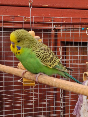Baby budgies