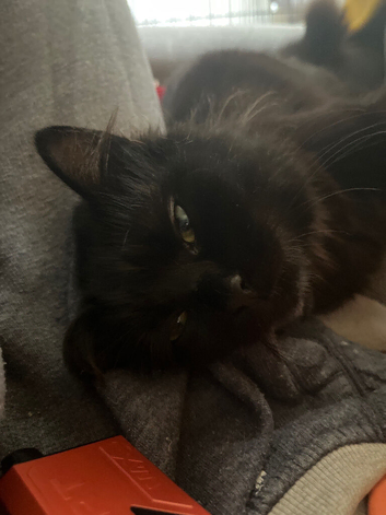 Toothless