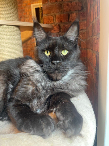 Maine coon