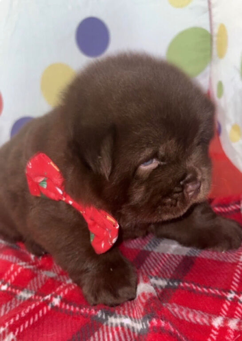 For sale Stunning boy puppies