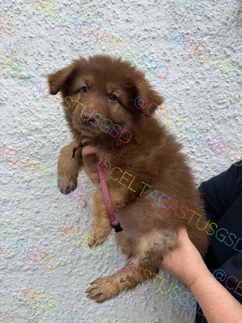 Stunning kc registered liver and tan carrying Isabella German shepherd pups