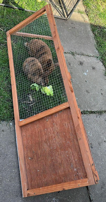 Lion head rabbits