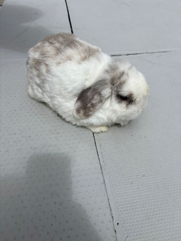 Rabbits to forever home