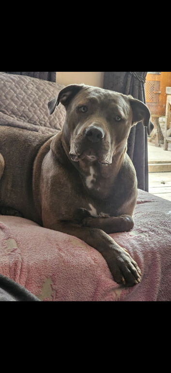 2 year old female cain corso cross nepolian mastiff