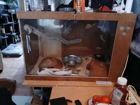 Snake for rehoming