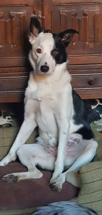 border collie