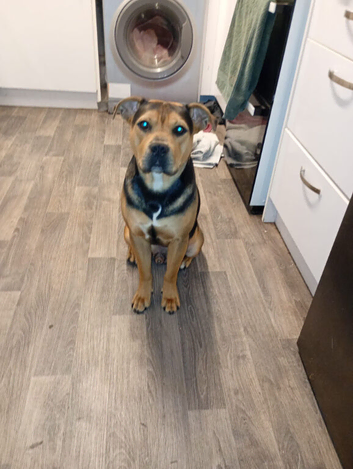 Staffordshire bull terrier stud
