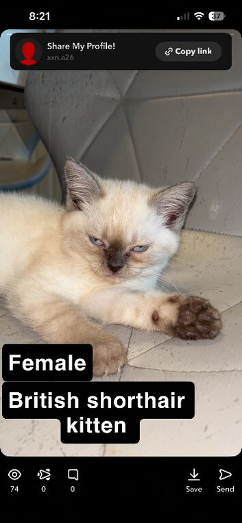 Last Beautiful blue eyedwhite British Shorthair Kitten left all female &ndash;