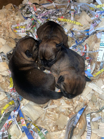Border terrier pups (SLEM TESTED CLEAR)
