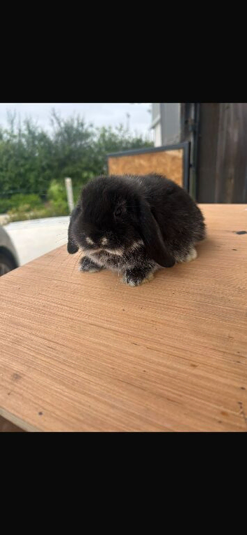 Mini lops males and female