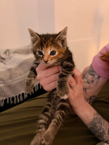 Bengal x tabby female kitten