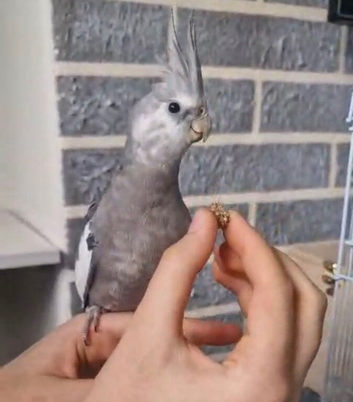 Silly tame pair of cockatiels