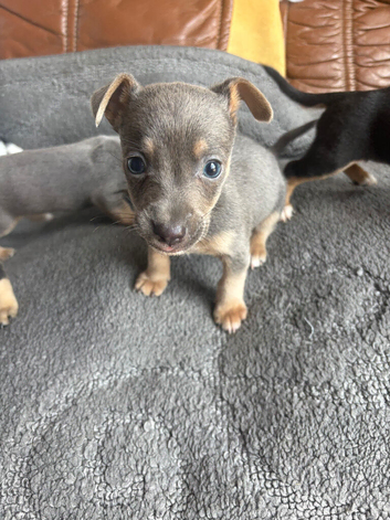 stunning Jack Russell puppies for sale