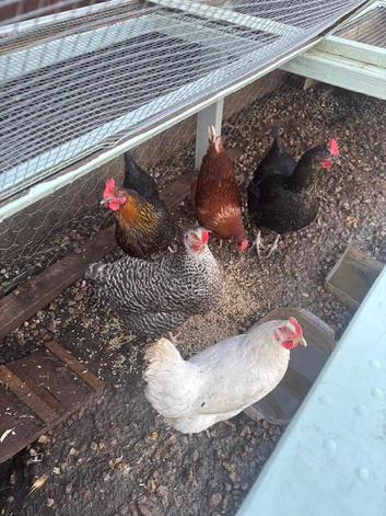 5 chickens - with coop and run