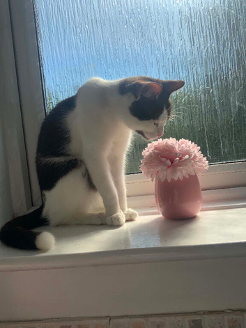 Gorgeous female cat coco