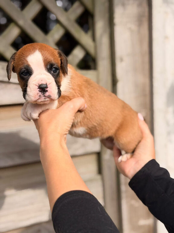 KC registered Boxer puppies