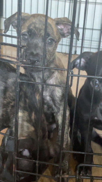 Litter of 6 puppies looking for a forever home and family