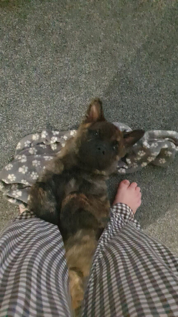 Shadow for sale