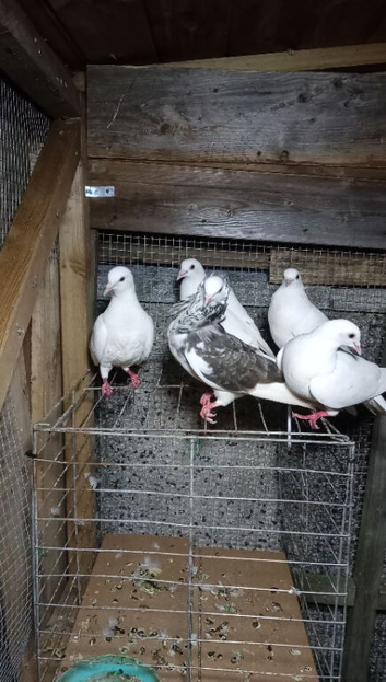 Capuchine pigeons for sale &pound;40 each white pigeons &pound;15 each