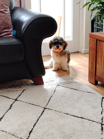 8 month old cavachon