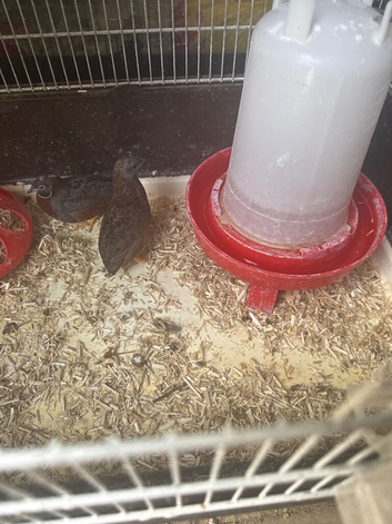 Button Quails FREE