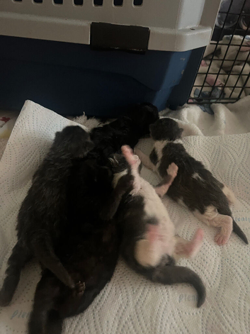 4 kittens