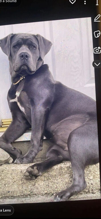 8 cane corso puppies for sale 5 bitches 3 dogs