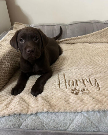 KC registered Labrador Puppies
