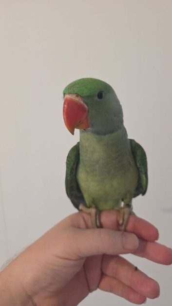Tamed Alexandrine