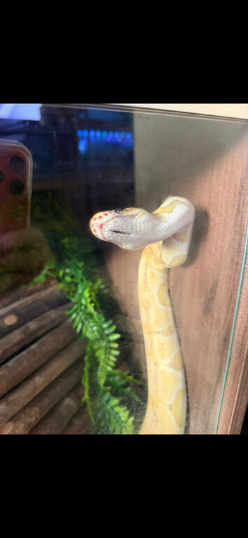 Gorgeous banana clown het yellow belly