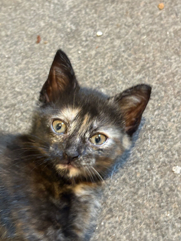 4 beautiful kittens looking for there forever homes