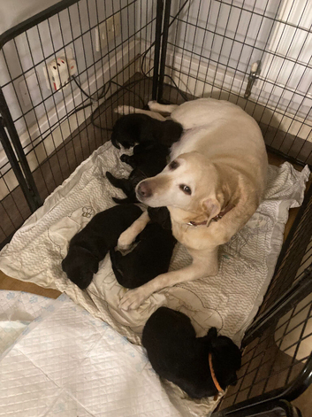 Black Labrador puppies for sale