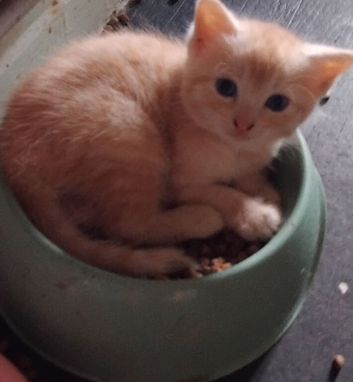 2 lovely ginger kittens for sale