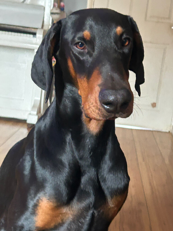 Doberman stud