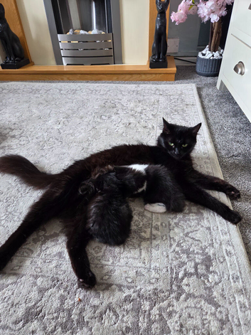 Beautiful kittens looking for there forever homes