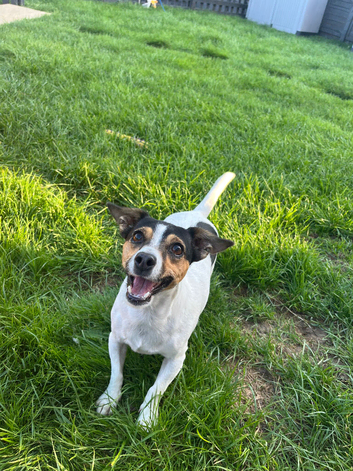 Jack Russell girl dog